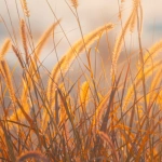 Спокойная атмосфера слота Wolf Gold для созерцательных игроков