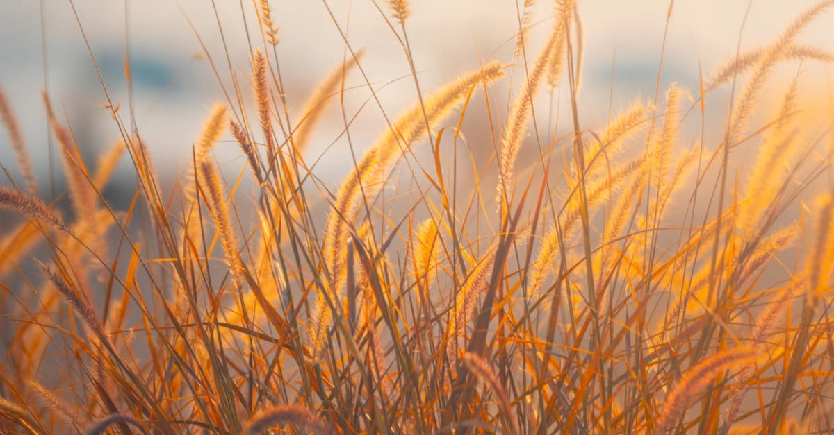 Спокойная атмосфера слота Wolf Gold для созерцательных игроков