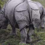 Спокойный анализ слота Great Rhino Deluxe для интровертов