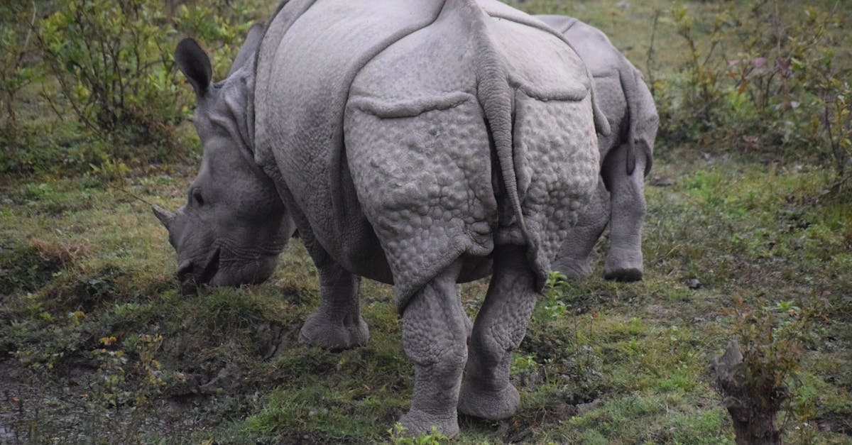 Спокойный анализ слота Great Rhino Deluxe для интровертов